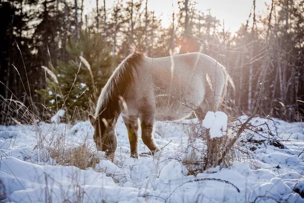 Caballo Raza Polaca Konik Posan Para Retrato Invierno Sobre Fondo — Foto de Stock