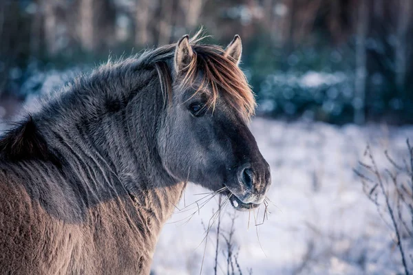 Cavallo Della Razza Polacco Konik Posa Ritratto Inverno Sullo Sfondo — Foto Stock
