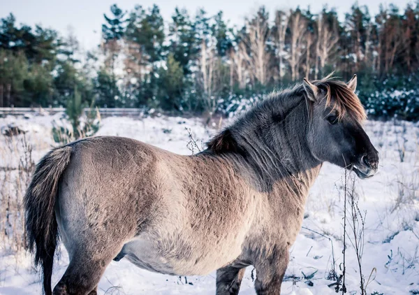 Caballo Raza Polaca Konik Posan Para Retrato Invierno Sobre Fondo — Foto de Stock