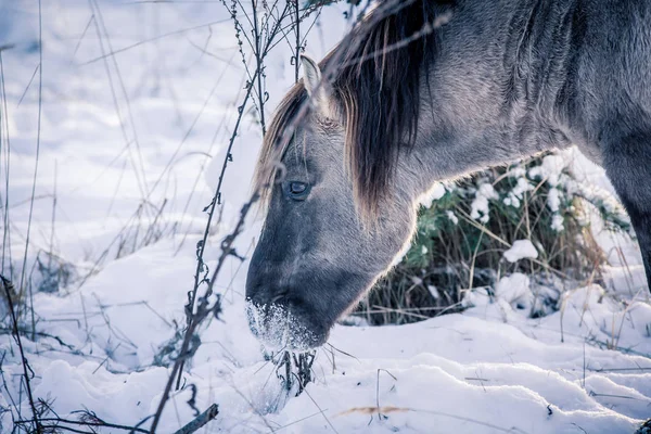 Cavallo Della Razza Polacco Konik Posa Ritratto Inverno Sullo Sfondo — Foto Stock