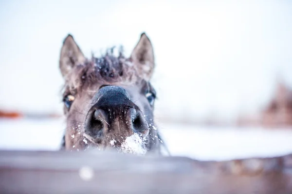 Caballo Raza Polaca Konik Posan Para Retrato Invierno Sobre Fondo —  Fotos de Stock