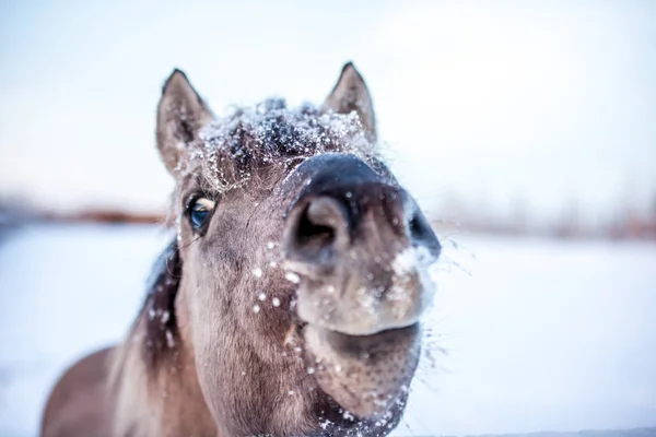 Horse of the breed Polish konik pose for portrait in winter against the background of snow
