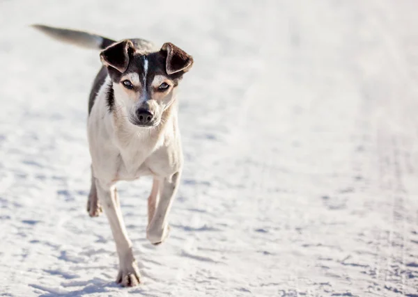 Küçük Bir Köpek Içinde Belgili Tanımlık Kış Kar Üzerinden Çalışır — Stok fotoğraf