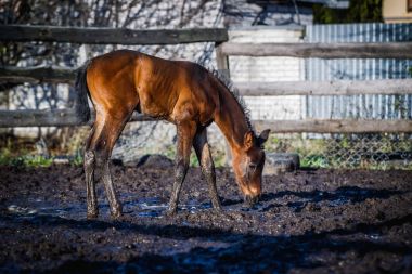 Yeni doğmuş Tay Kışın açık havada yürüyüş