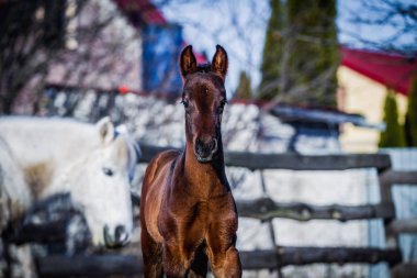 Yeni doğan yavru portre için poz