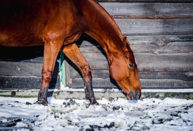 Kırmızı at açık havada kışın yürür