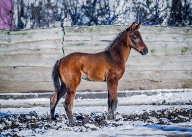 Yeni doğmuş Tay Kışın açık havada yürüyüş