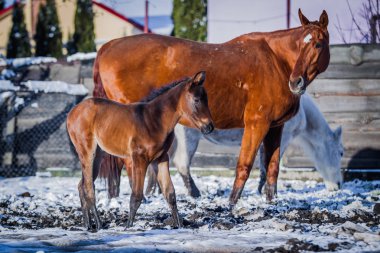 Yeni doğan yavru diğer atları ile kış geldi