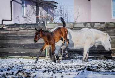 Yeni doğmuş Tay frolics kış sokakta
