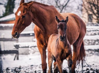 Yeni doğan yavru diğer atları ile kış geldi