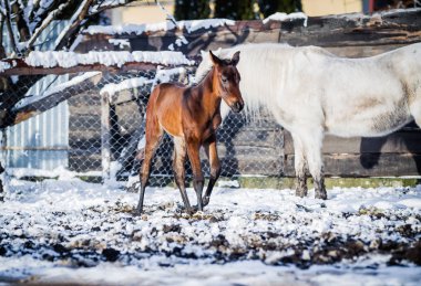 Yeni doğmuş Tay Kışın açık havada yürüyüş