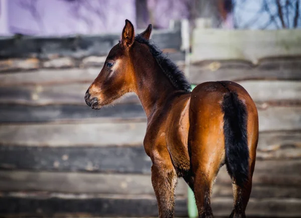 Yeni doğan yavru portre için poz