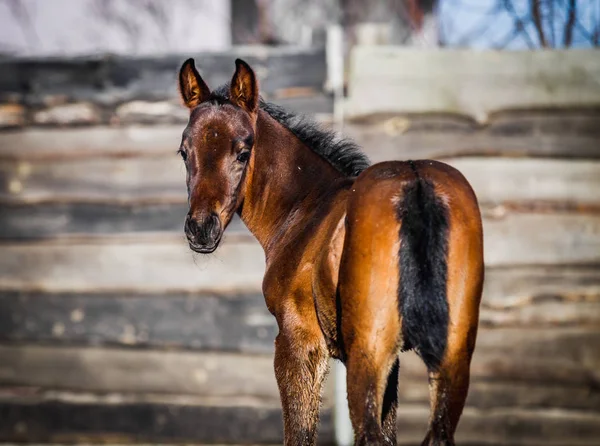 Yeni doğan yavru portre için poz