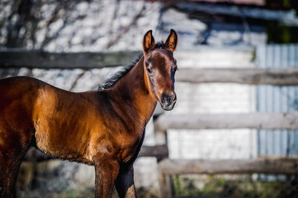 Yeni doğan yavru portre için poz