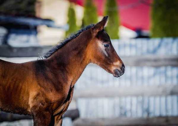 Yeni doğan yavru portre için poz