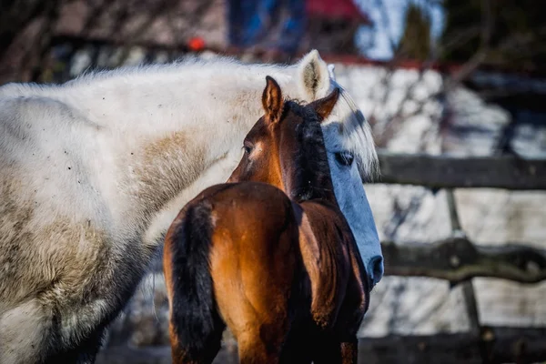 Yeni doğan yavru diğer atları ile kış geldi