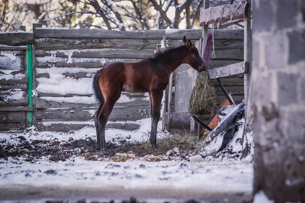 Nyfödd Colt Promenader Utomhus Vinter — Stockfoto