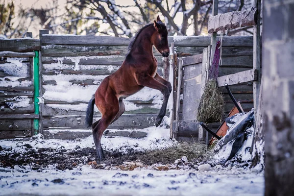 Recién Nacido Colt Frolics Calle Invierno —  Fotos de Stock