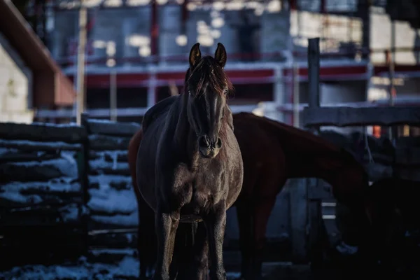 Чорний Кінь Взимку Виходить Вулицю — стокове фото