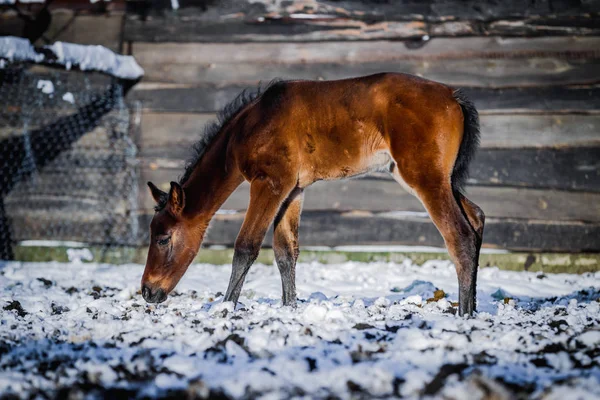 Colt Recién Nacido Caminando Aire Libre Invierno —  Fotos de Stock