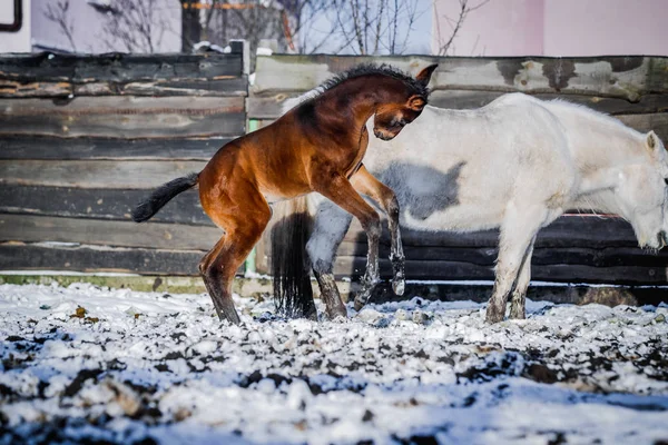 Yeni doğmuş Tay frolics kış sokakta