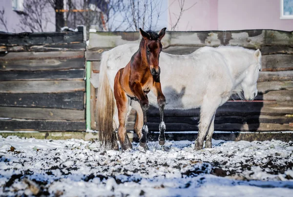 Newborn Colt Frolics Street Winter — Stock Photo, Image