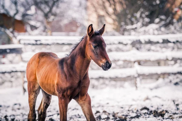 Pasgeboren Colt Wandelen Buiten Winter — Stockfoto