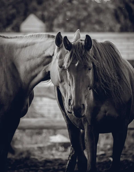 Freundschaft Zweier Unzertrennlicher Pferde — Stockfoto