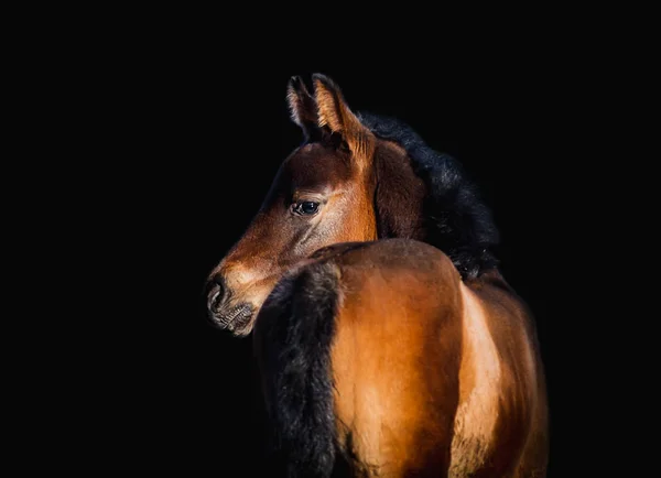 Newborn Foal Posing Portrait Black Background — Stock Photo, Image