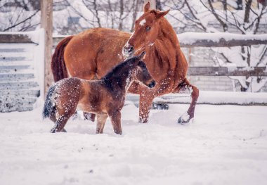 Tay winte içinde başka bir atı ile yürüyor