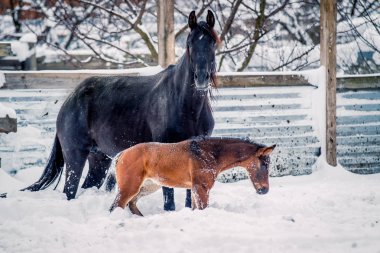 Yavru annesi ile kışın yürür.