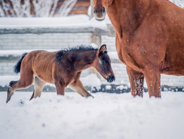 Tay kışın karda yürür