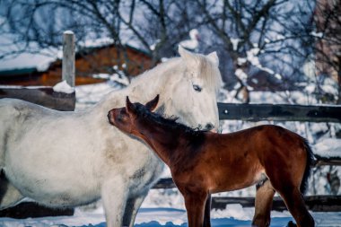 At ve Tay kışın kar çerçevede kulak