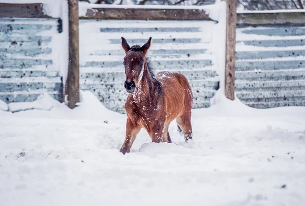 Föl Promenader Snön Vinter — Stockfoto