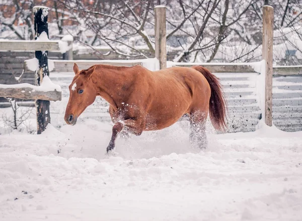 Ένα Κόκκινο Άλογο Απολαμβάνει Χιόνι Χειμώνα — Φωτογραφία Αρχείου