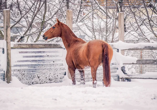 Een Rood Paard Geniet Van Sneeuw Winter — Stockfoto