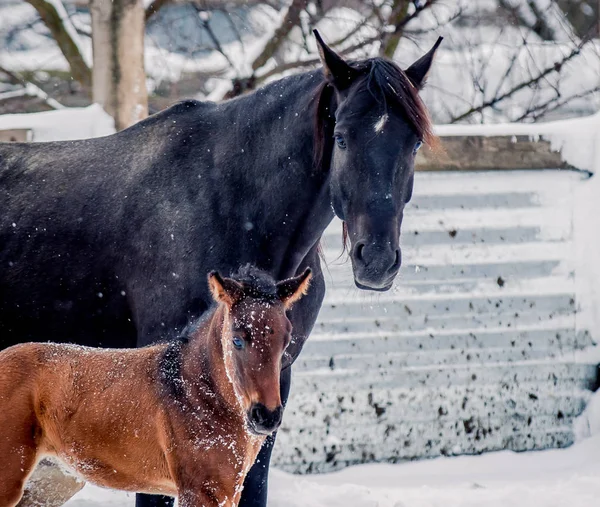 Foal walks with his mother in winter
