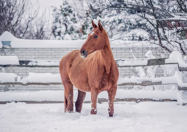 Ένα Κόκκινο Άλογο Απολαμβάνει Χιόνι Χειμώνα — Φωτογραφία Αρχείου
