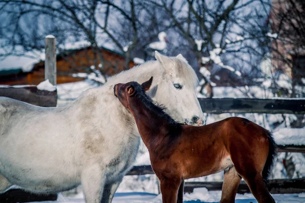 Pferd Und Fohlen Passen Winter Vor Dem Hintergrund Des Schnees — Stockfoto