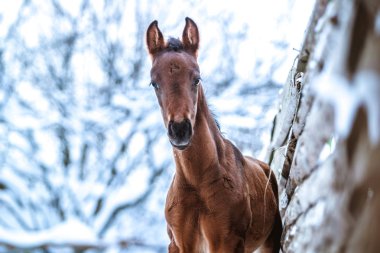 Tay kışın karda yürür
