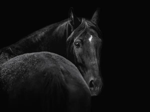 Beautiful black horse posing for portrait on a black background