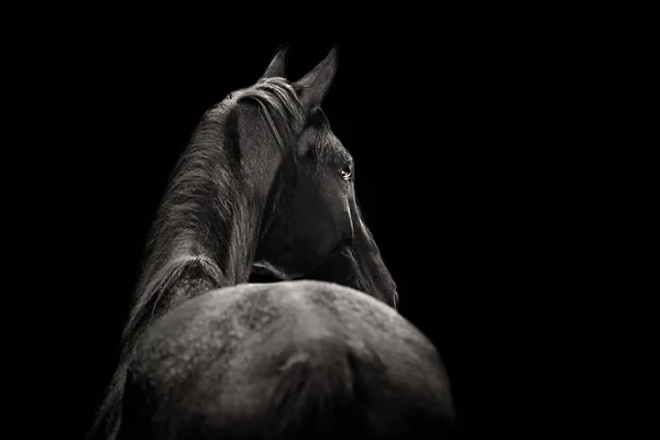 黒の背景に肖像画のためにポーズ美しい黒い馬 — ストック写真