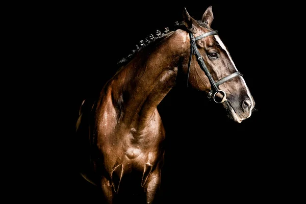 黒の背景でポーズ美しい種牡馬 — ストック写真