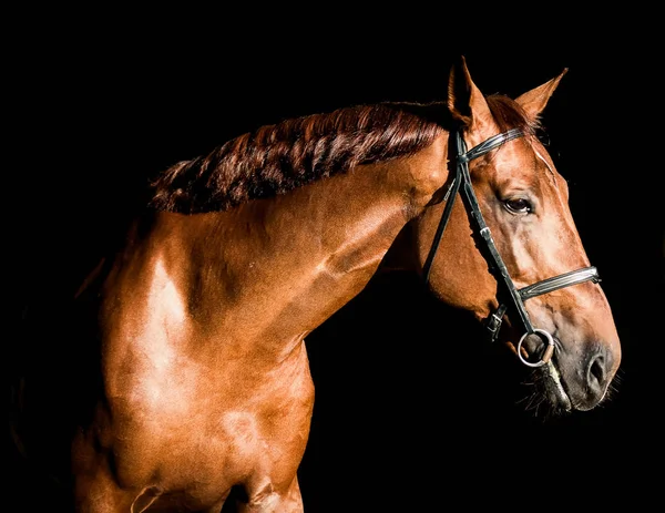 Schöner Hengst Posiert Auf Schwarzem Hintergrund — Stockfoto