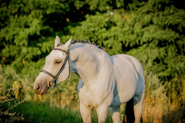 Beautiful White Stallion Posing Sunset — Stock Photo, Image