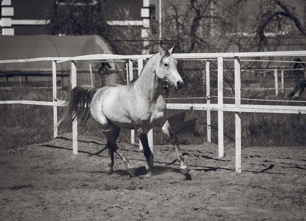 Arabský Hřebec Sportovní Peru — Stock fotografie