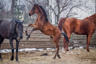 Annesi etrafında bir tayı spor