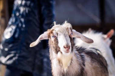 Mavi gözlü keçi karşı kar kış portresi için poz
