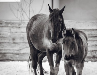 Yavru annesi ile karlı kış yürür.