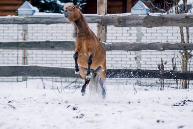Kırmızı midilli spor kışın karda